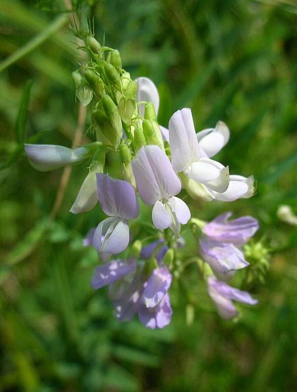 Galega officinalis / Capraggine avanese